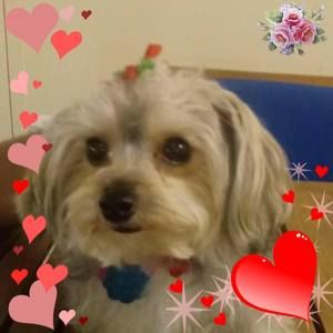 Meet your Posher, Norma